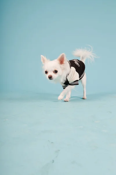 明るい青の背景に分離された野球のジャケットを着てかわいい白いチワワの子犬のスタジオ ポートレート — ストック写真