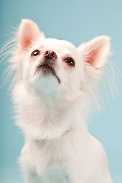 Studio portret van schattig wit chihuahua pup geïsoleerd op lichte blauwe achtergrond. — Stockfoto