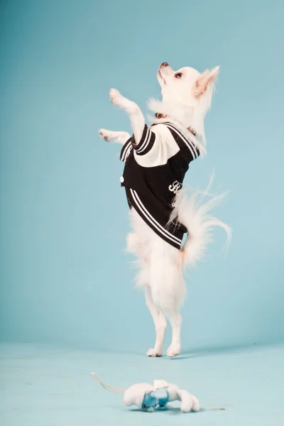 Studioporträt des niedlichen weißen Chihuahua-Welpen mit Baseballjacke isoliert auf hellblauem Hintergrund — Stockfoto