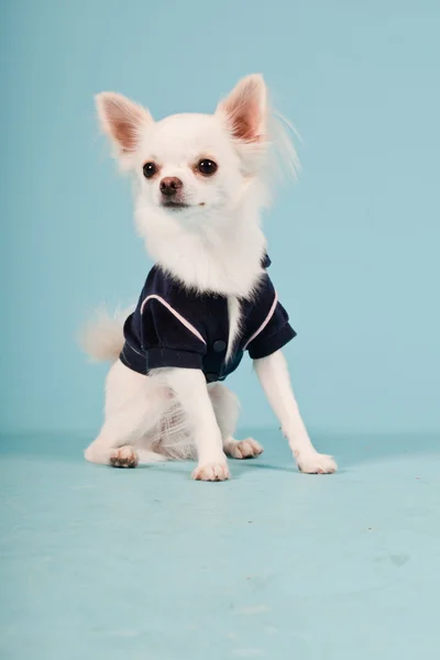 Studio portret van schattig wit chihuahua pup dragen zwarte jas geïsoleerd op lichte blauwe achtergrond — Stockfoto