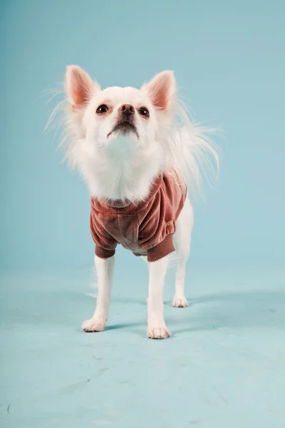 Studioporträt des niedlichen weißen Chihuahua-Welpen mit roter Jacke auf hellblauem Hintergrund — Stockfoto