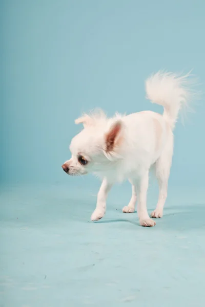 明るい青の背景に分離されたかわいい白いチワワの子犬のスタジオ ポートレート. — ストック写真