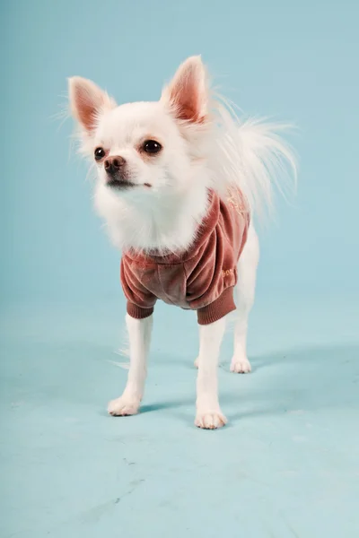 stock image Studio portrait of cute white chihuahua puppy wearing red jacket isolated on light blue background