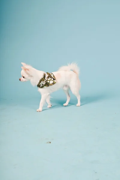 Estúdio retrato de cachorro chihuahua branco bonito usando jaqueta do exército isolado no fundo azul claro — Fotografia de Stock