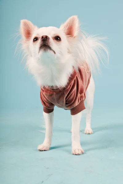 Studio portrait of cute white chihuahua puppy wearing red jacket isolated on light blue background — Stock Photo, Image