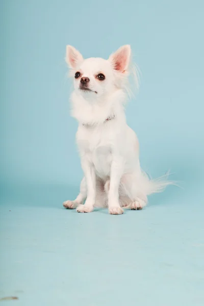 귀여운 화이트 치와와 강아지 밝은 파란색 배경에 고립의 스튜디오 초상화. — Stock Fotó