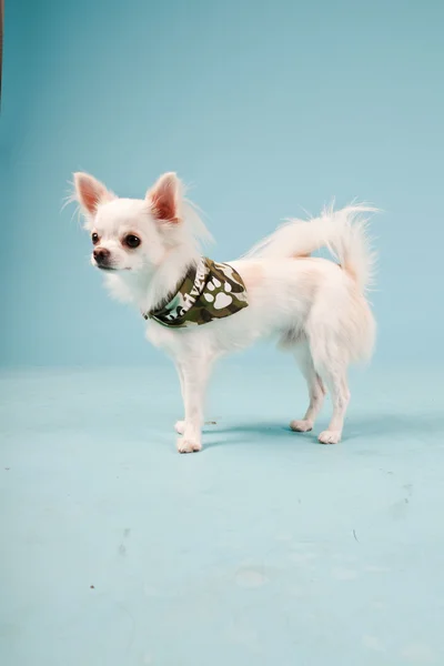 Studioporträt des niedlichen weißen Chihuahua-Welpen mit Armeejacke isoliert auf hellblauem Hintergrund — Stockfoto