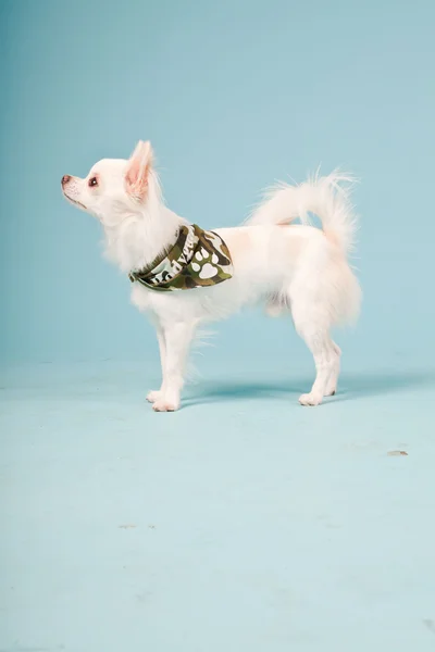 Studio portrait of cute white chihuahua puppy wearing army jacket isolated on light blue background — Stock Photo, Image
