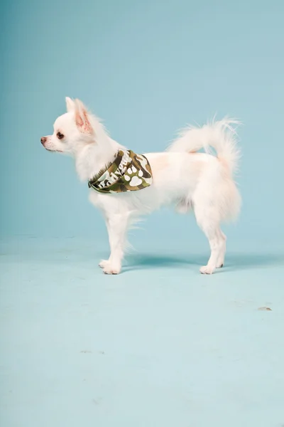Studio portret van schattig wit chihuahua pup dragen leger jas geïsoleerd op lichte blauwe achtergrond — Stockfoto