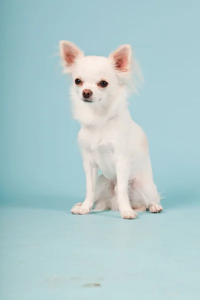 Studio muotokuva söpö valkoinen chihuahua pentu eristetty vaaleansininen tausta . — kuvapankkivalokuva