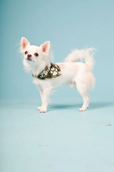 明るい青の背景に分離された軍のジャケットを着てかわいい白いチワワの子犬のスタジオ ポートレート — ストック写真