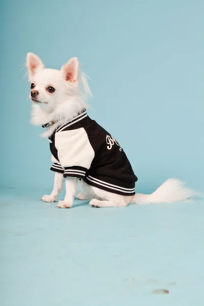 Studio portrait of cute white chihuahua puppy wearing baseball jacket isolated on light blue background — Stock Photo, Image