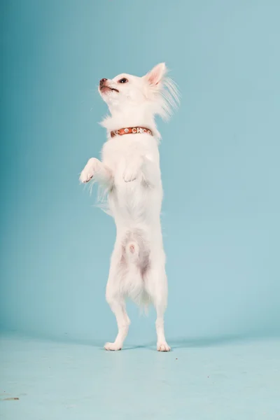 귀여운 화이트 치와와 강아지 밝은 파란색 배경에 고립의 스튜디오 초상화. — 스톡 사진