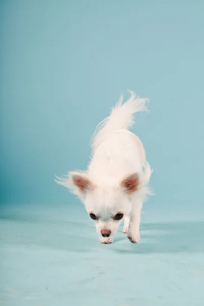 Studio portrait of cute white chihuahua puppy isolated on light blue background. — Stock Photo, Image