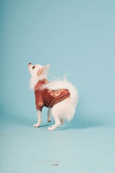 Studio portret van schattig wit chihuahua pup dragen rode jas geïsoleerd op lichte blauwe achtergrond — Stockfoto