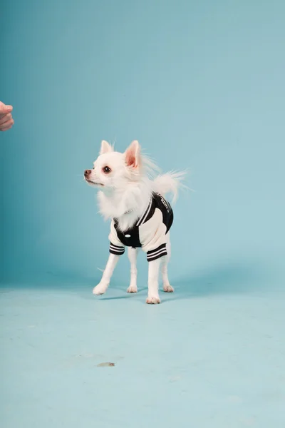 Studio muotokuva söpö valkoinen chihuahua pentu yllään baseball takki eristetty vaaleansininen tausta — kuvapankkivalokuva