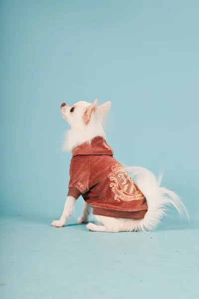 Студийный портрет милого белого щенка чихуахуа в красной куртке на светло-голубом фоне — стоковое фото