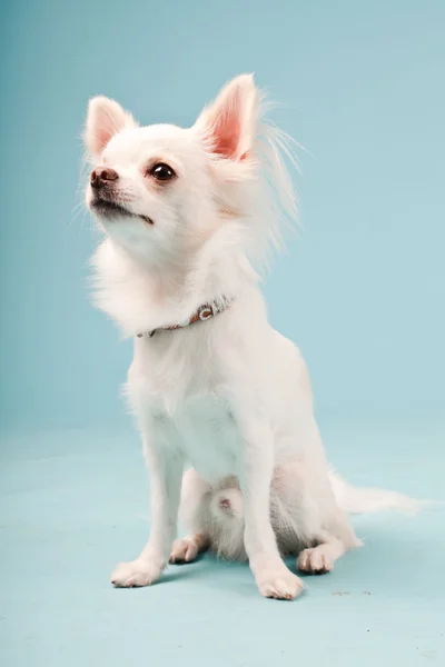 Estúdio retrato de cachorro chihuahua branco bonito isolado no fundo azul claro . — Fotografia de Stock