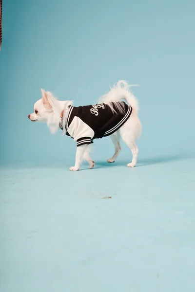 Studioporträt des niedlichen weißen Chihuahua-Welpen mit Baseballjacke isoliert auf hellblauem Hintergrund — Stockfoto