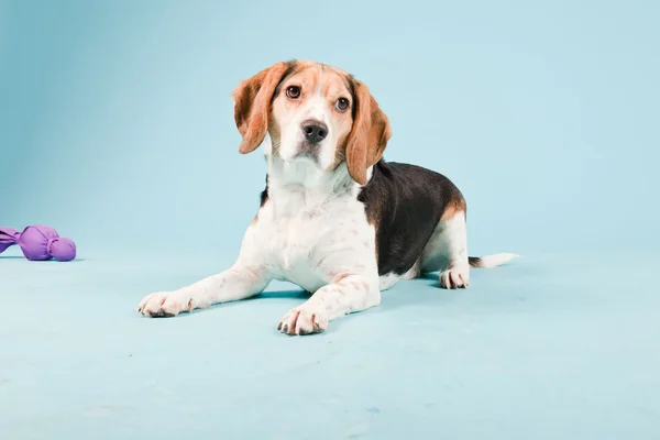 Retrato de estúdio de beagle isolado sobre fundo azul claro — Fotografia de Stock