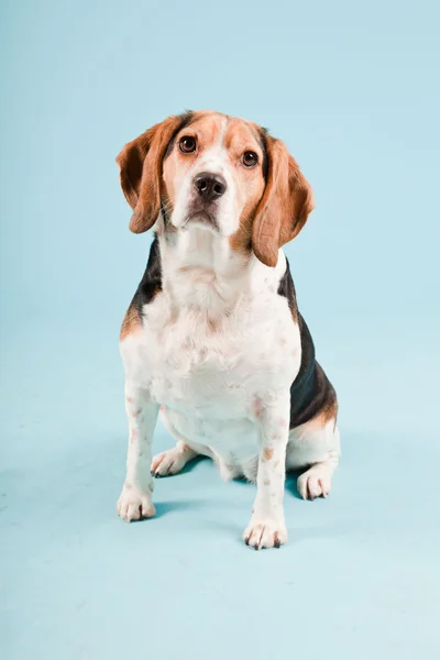 Studio porträtt av beagle isolerad på ljusblå bakgrund — Stockfoto