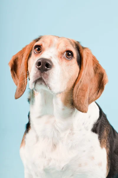 Studioporträt des Beagle isoliert auf hellblauem Hintergrund — Stockfoto