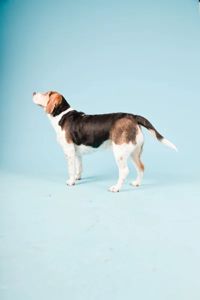 stock image Studio portrait of beagle isolated on light blue background