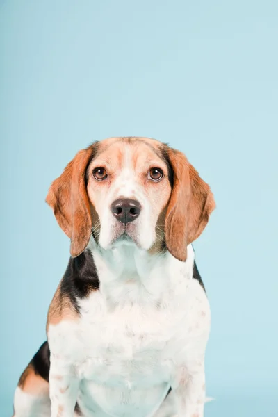 明るい青の背景に分離されたビーグル犬のスタジオ ポートレート — ストック写真