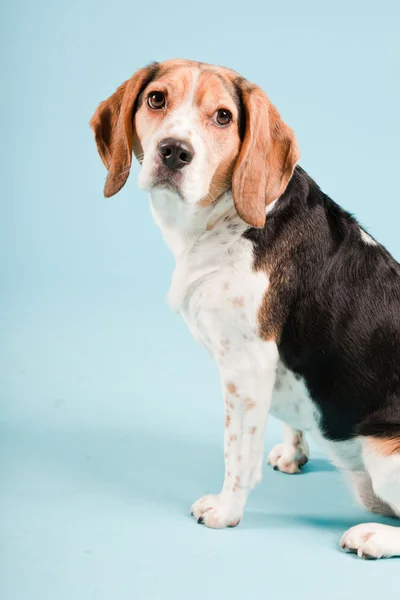 Studiový portrét beagle izolovaných na světle modrém pozadí — Stock fotografie
