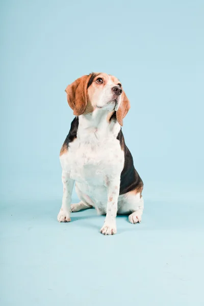 Stüdyo portre açık mavi renkli izole Beagle — Stok fotoğraf