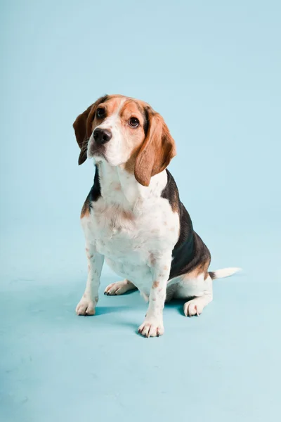 Estudio retrato de beagle aislado sobre fondo azul claro — Foto de Stock
