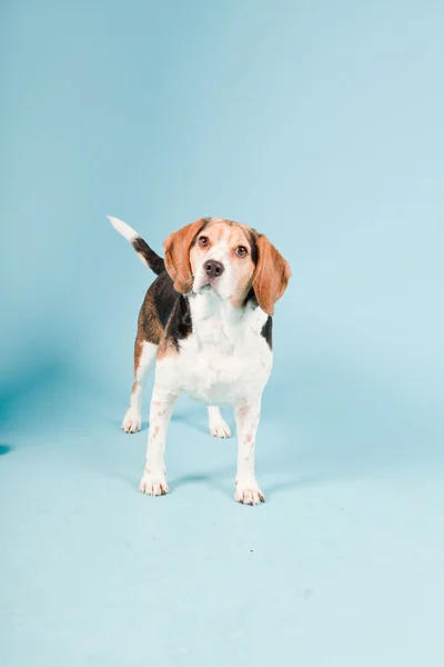 stock image Studio portrait of beagle isolated on light blue background