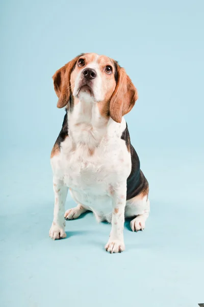 Potret Studio anjing beagle terisolasi pada latar belakang biru muda — Stok Foto