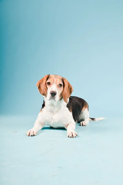 Studio portret beagle na białym tle na światło niebieskie tło — Zdjęcie stockowe