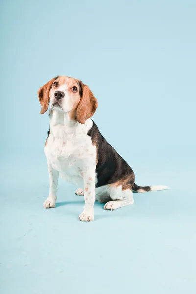 Retrato de estúdio de beagle isolado sobre fundo azul claro — Fotografia de Stock