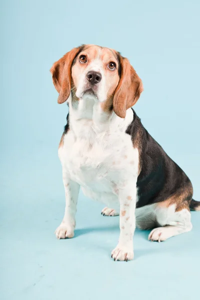 Portrait studio de beagle isolé sur fond bleu clair — Photo