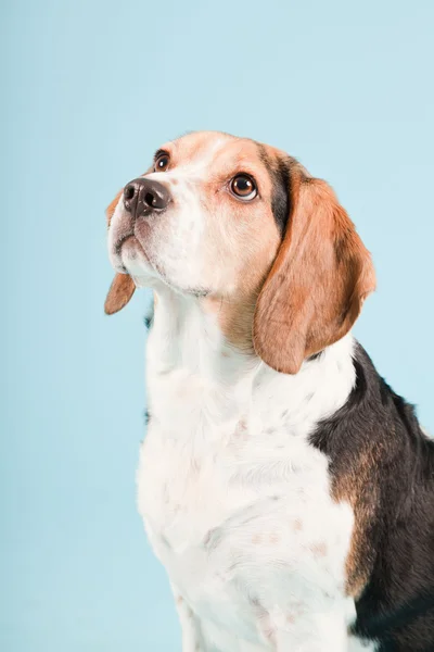 Stock image Studio portrait of beagle isolated on light blue background