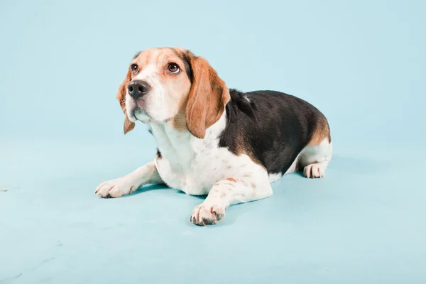 stock image Studio portrait of beagle isolated on light blue background