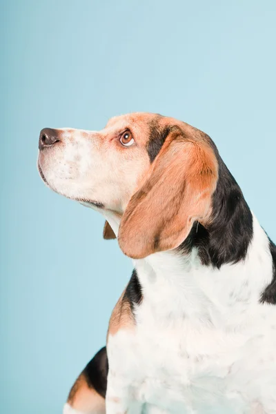 Στούντιο πορτρέτο του beagle απομονώνονται σε γαλάζιο φόντο — Φωτογραφία Αρχείου