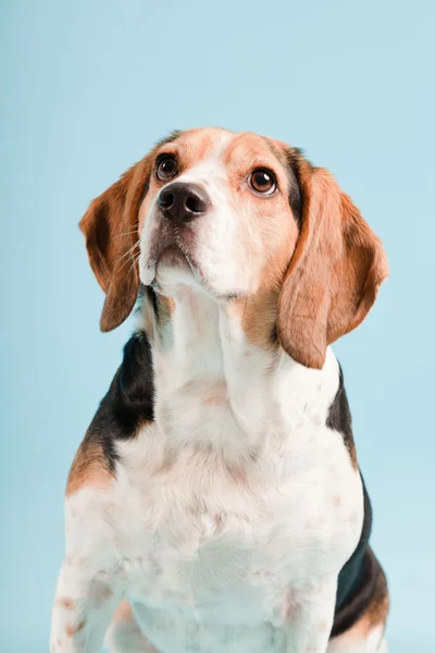 Studioporträt des Beagle isoliert auf hellblauem Hintergrund — Stockfoto