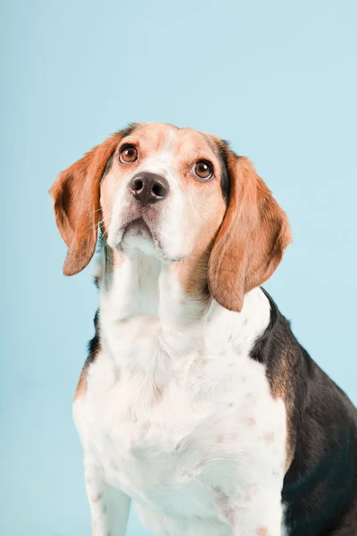 Estudio retrato de beagle aislado sobre fondo azul claro — Foto de Stock