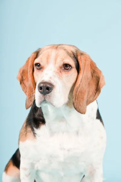 stock image Studio portrait of beagle isolated on light blue background