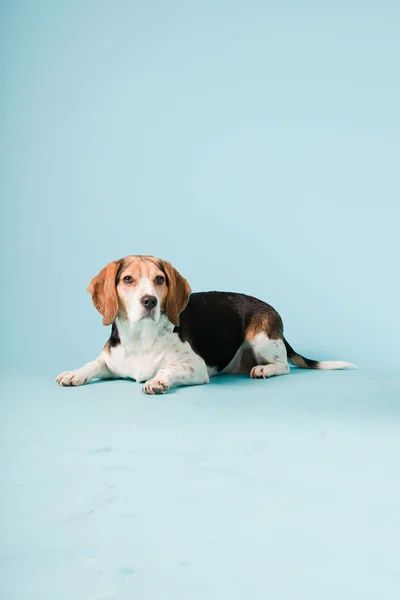 Studio portret beagle na białym tle na światło niebieskie tło — Zdjęcie stockowe