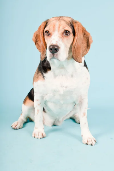 Studio portrait of beagle isolated on light blue background — Stock Photo, Image
