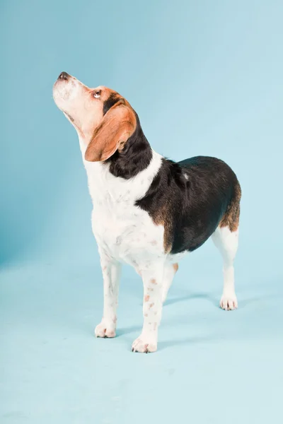 Studio portret van beagle geïsoleerd op lichte blauwe achtergrond — Stockfoto