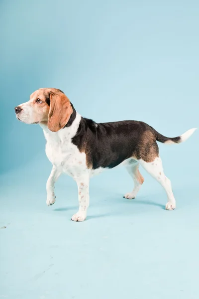 Portret studio de Beagle izolat pe fundal albastru deschis — Fotografie, imagine de stoc