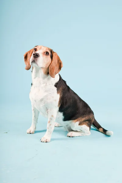 Potret Studio anjing beagle terisolasi pada latar belakang biru muda — Stok Foto