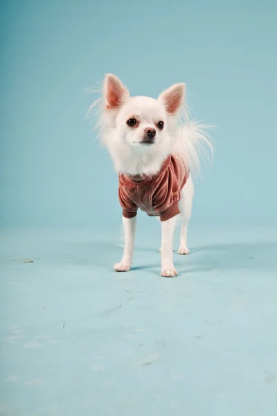 Studio portrait of cute white chihuahua puppy wearing red jacket isolated on light blue background Stock Photo