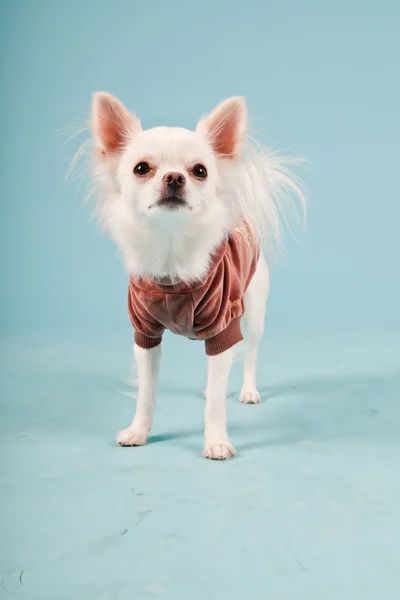 Studio portrait of cute white chihuahua puppy wearing red jacket isolated on light blue background Royalty Free Stock Photos