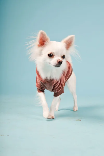 Studio portrait of cute white chihuahua puppy wearing red jacket isolated on light blue background Stock Image